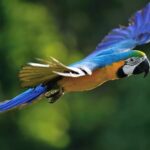 Petualangan Melihat Burung Nuri di Habitat Aslinya: Destinasi Wisata Menarik
